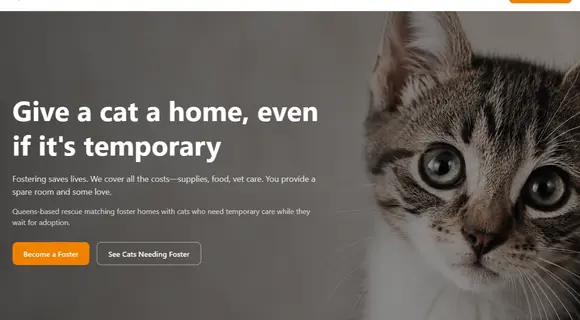 Cat foster website